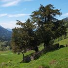 Ältester Baum Deutschlands