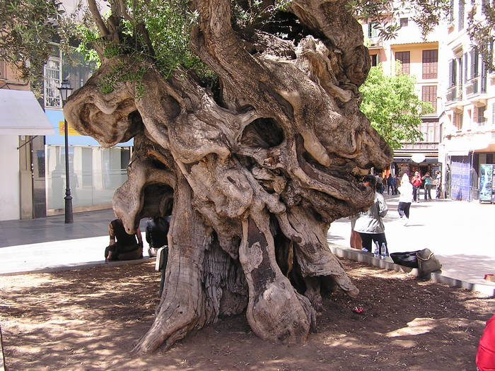 Ältester Olivenbaum Mallorcas