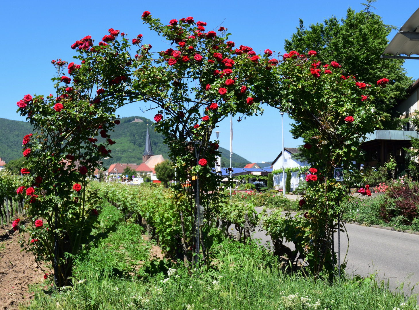 Ältester Weinberg der Welt (W113)