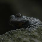 ältestes bekanntes freilebende Berglandunkenweibchen Europas