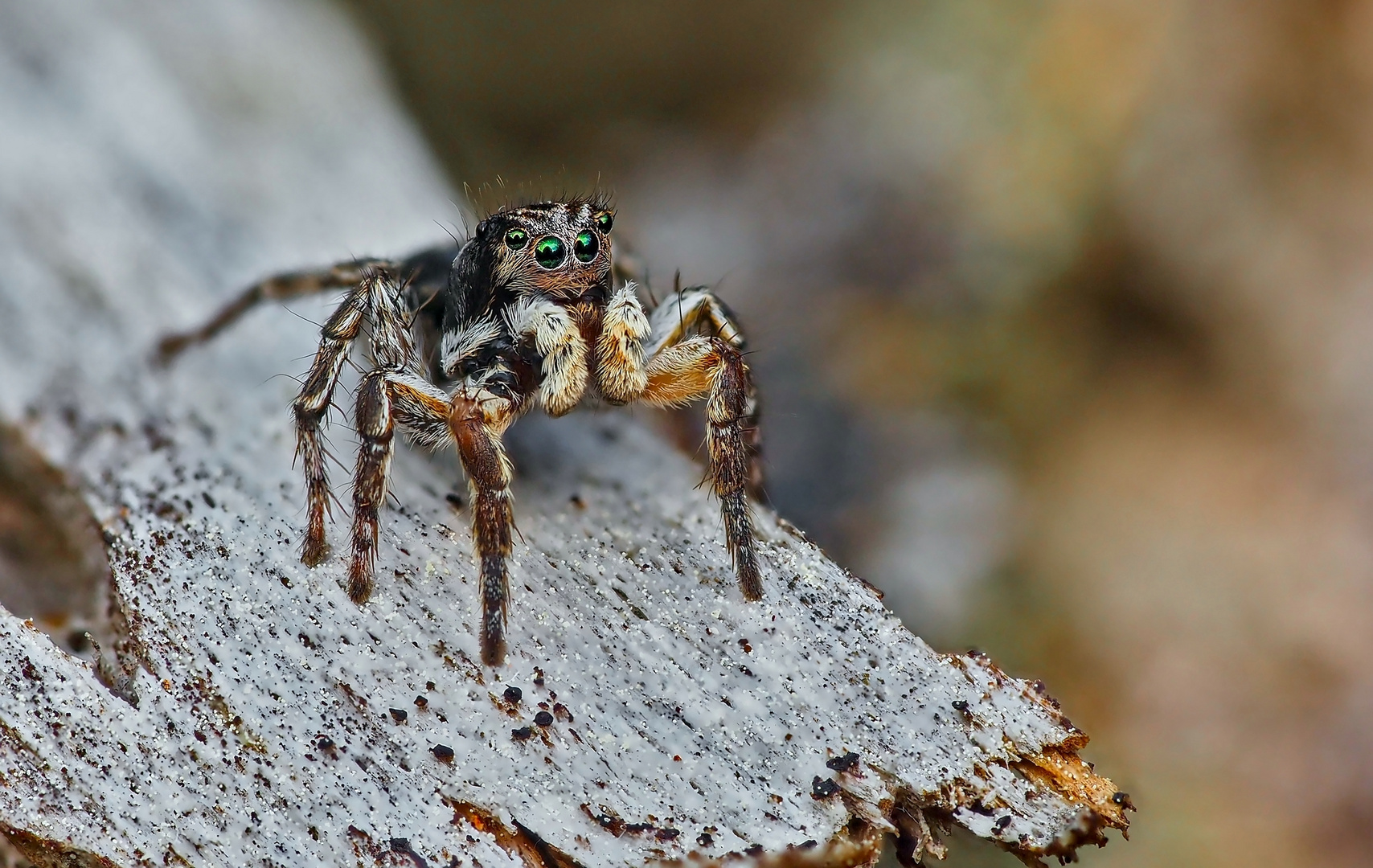 Aelurillus vinsignitus 01 (männlich) Foto & Bild tiere, wildlife