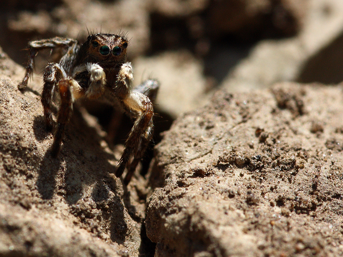 Aelurillus v-insignitus (Springspinne)