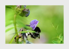 Ängstliche hummel