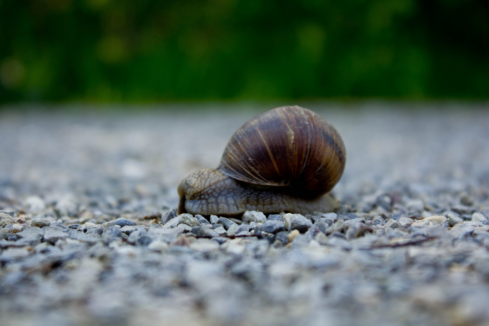 Ängstliche Schnecke