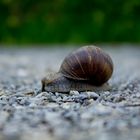 Ängstliche Schnecke