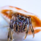 Ängstlicher Einsiedler  /  Anxious Hermit Crab