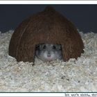 Ängstlicher Hamster