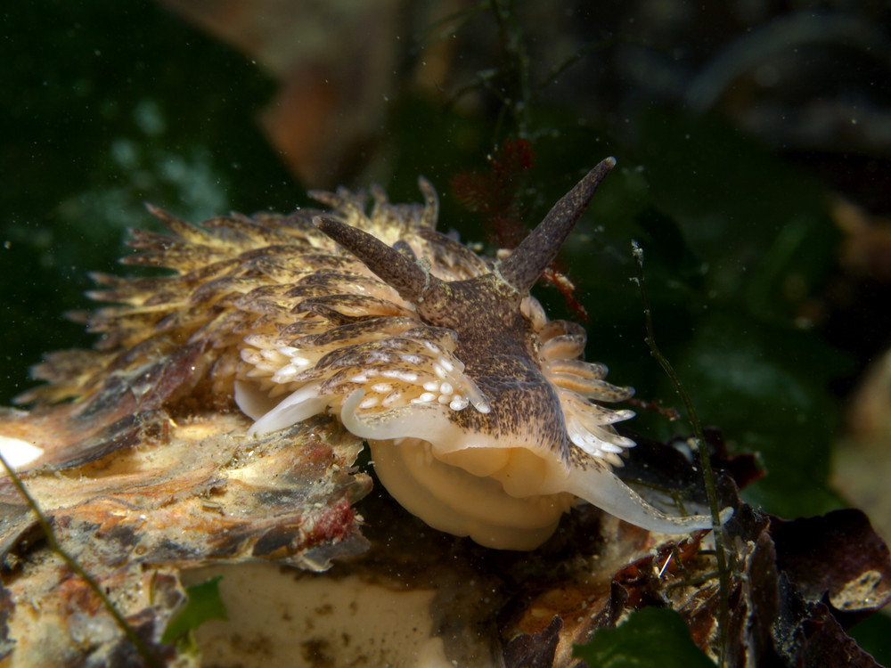 Aeolidia papillosa Foto & Bild tiere, wildlife, schnecken & muscheln