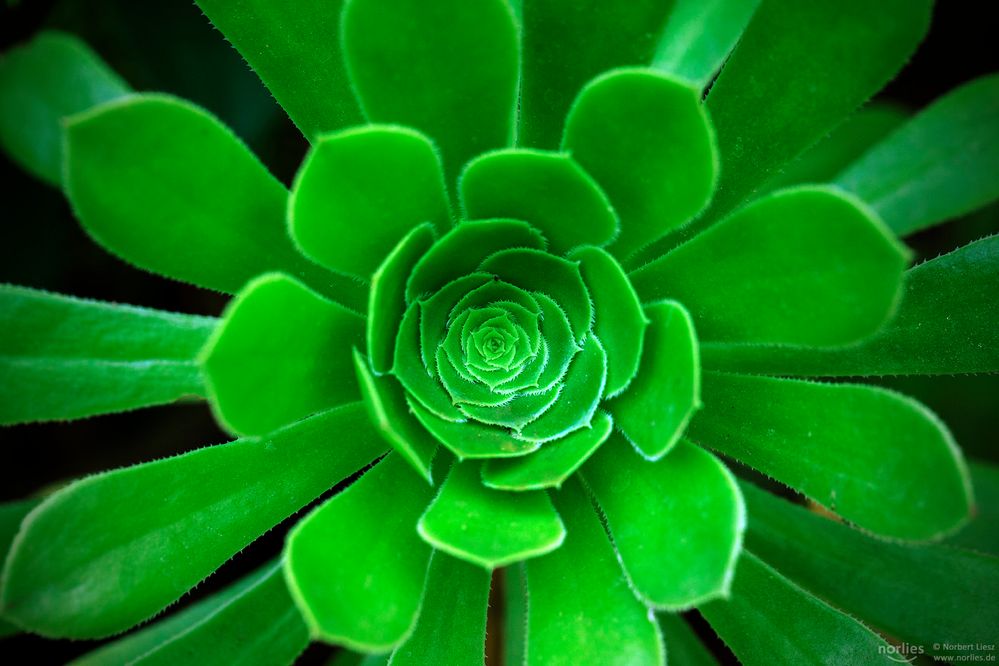 Aeonium