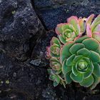 Aeonium