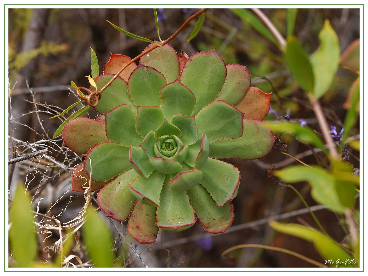 Aeonium