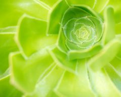 Aeonium