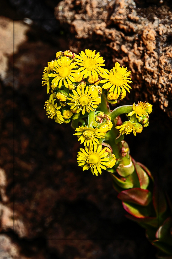 Aeonium