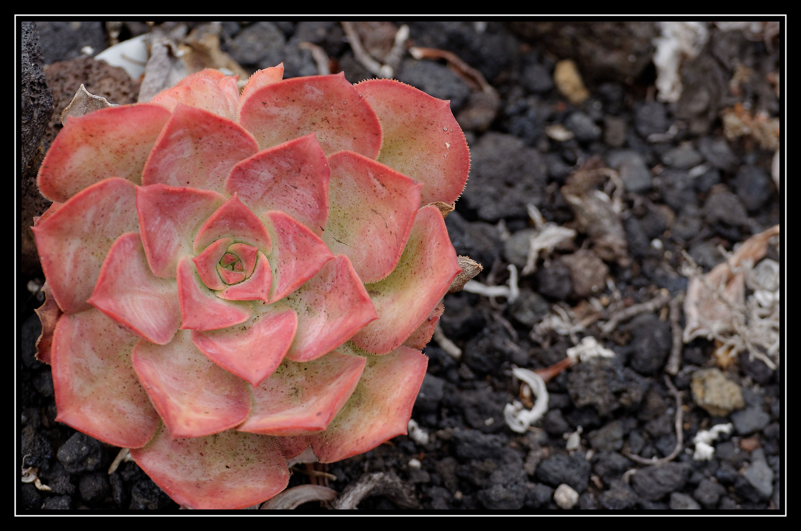 Aeonium am Vulkan Teneguia, La Palma, August 2013