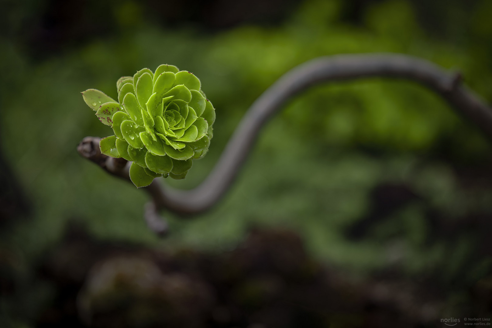 Aeonium an Stengel