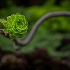 Aeonium an Stengel