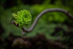 Aeonium an Stengel