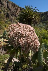 Aeonium appendiculatum