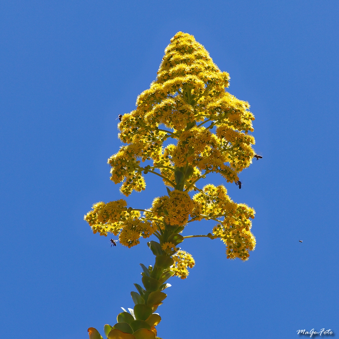 Aeonium Arboreum