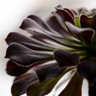 Aeonium arboreum