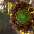 AEONIUM ARBOREUM