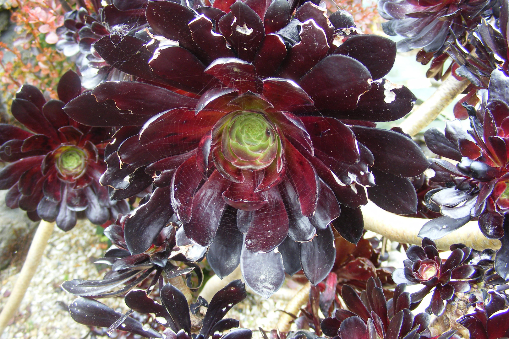 Aeonium Arboreum "Schwarzkopf"