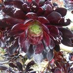 Aeonium Arboreum "Schwarzkopf"