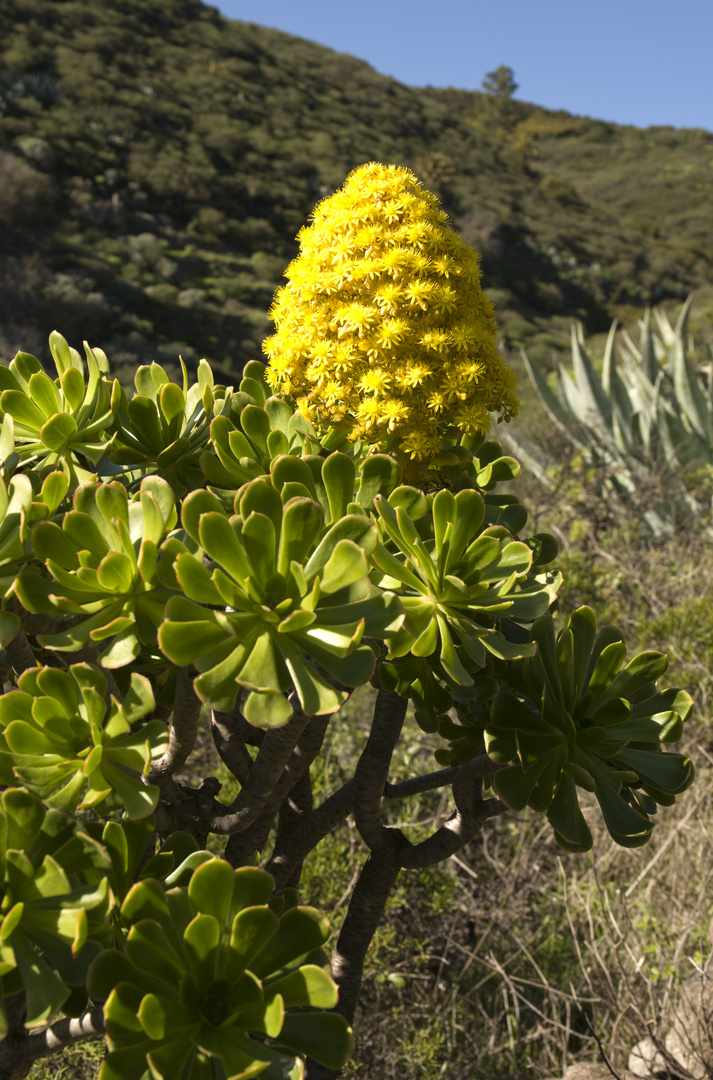 Aeonium arboreum ssp. holochrysum