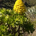 Aeonium arboreum ssp. holochrysum