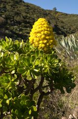 Aeonium arboreum ssp. holochrysum