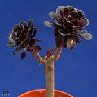 Aeonium black cap