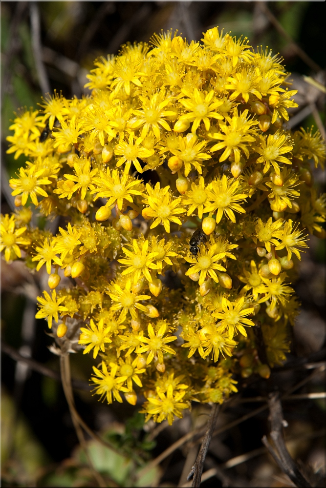 Aeonium Blüte