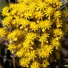 Aeonium Blüte