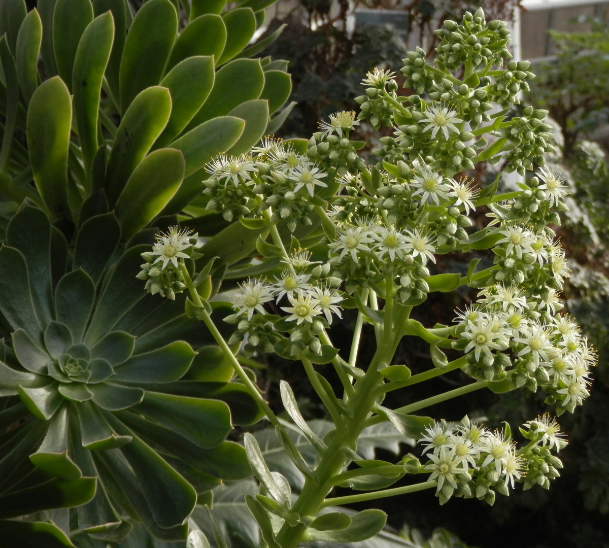 Aeonium canariense - eine typisch kanarische Sukkulente