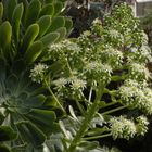 Aeonium canariense - eine typisch kanarische Sukkulente