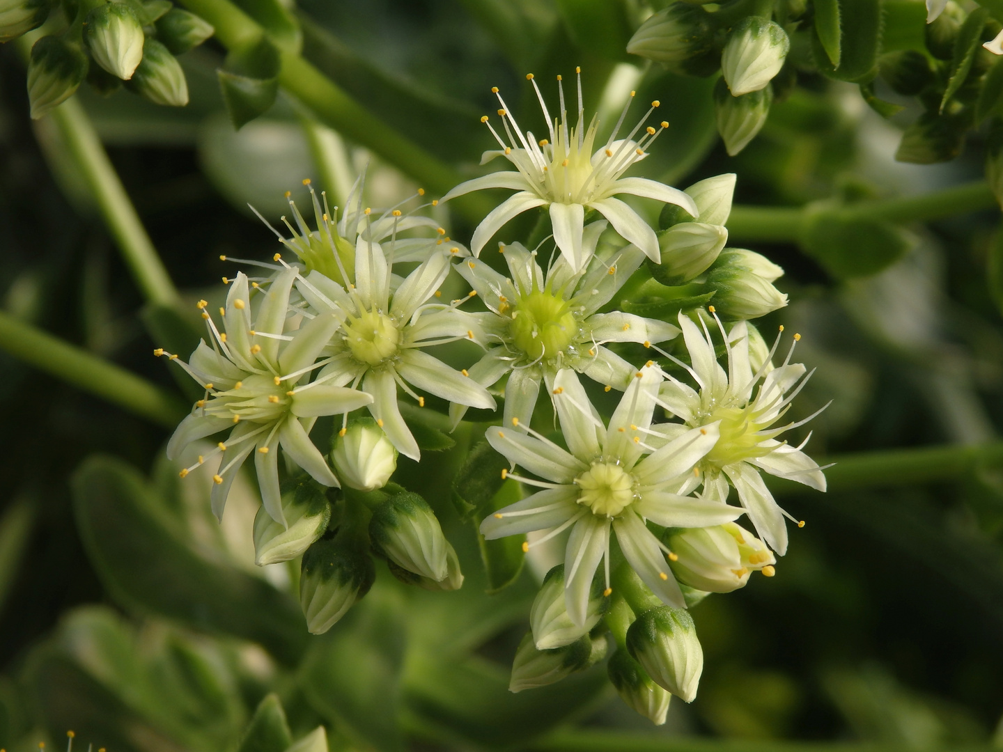 Aeonium canariense - eine typisch kanarische Sukkulente