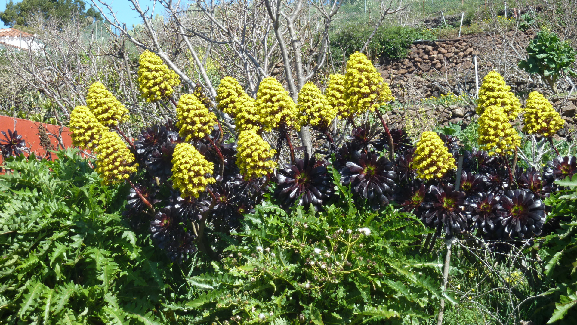 Aeonium