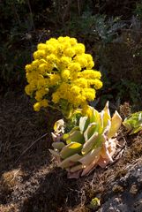 Aeonium diplocyclum - Doppelkreis-Aeonium