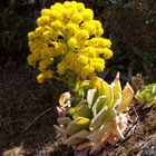 Aeonium diplocyclum - Doppelkreis-Aeonium