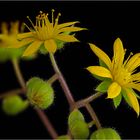 Aeonium Lindlegi