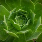 Aeonium mit Regentropfen