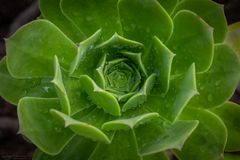 Aeonium mit Regentropfen