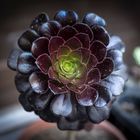 Aeonium negro