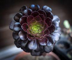 Aeonium negro