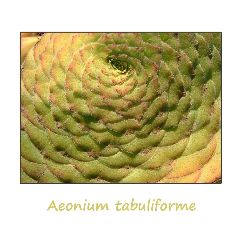 Aeonium tabuliforme