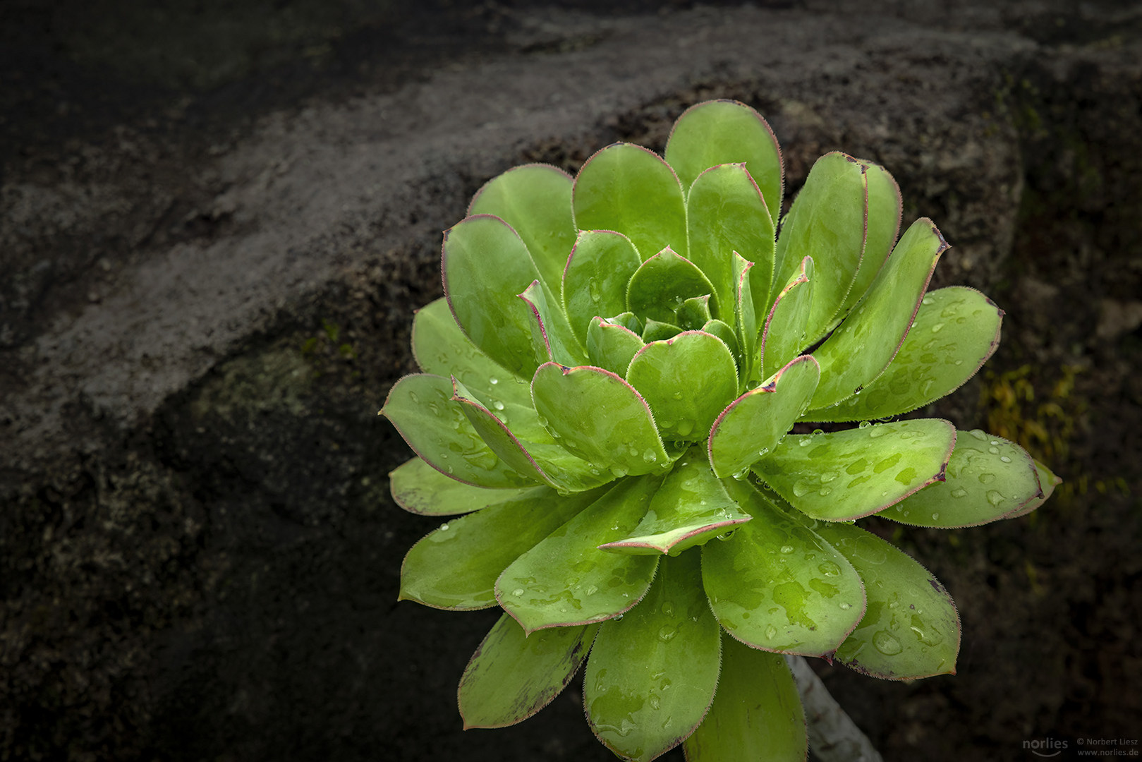 Aeonium vor Lavagestein