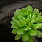 Aeonium vor Lavagestein