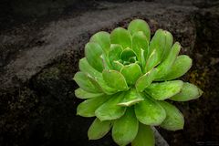 Aeonium vor Lavagestein