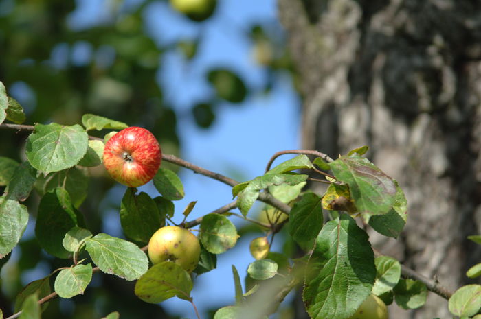 Äpfel