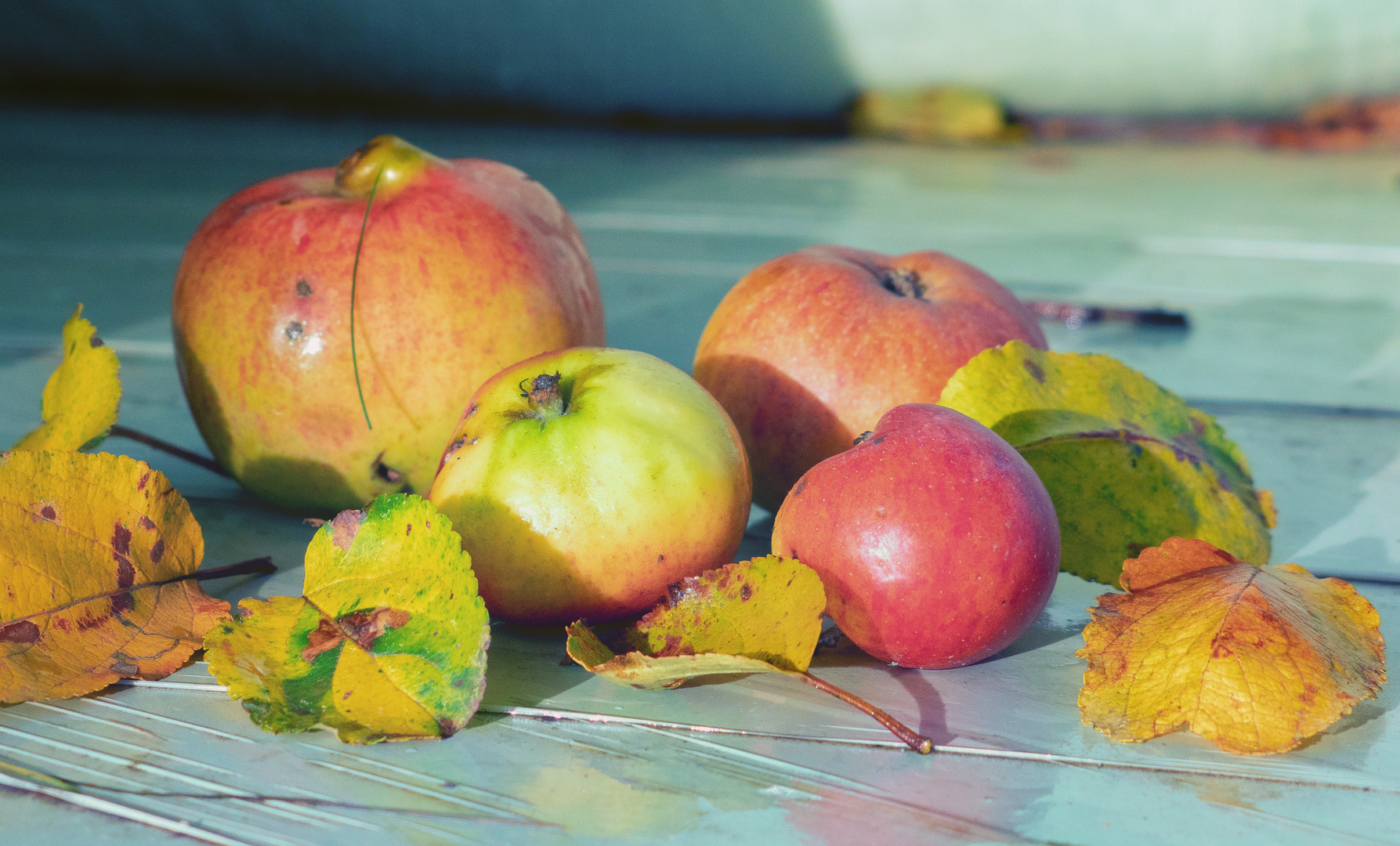 Äpfel Foto & Bild | deutschland, europe, rheinland-pfalz Bilder auf